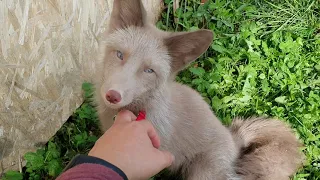 Лисички Квант, Леся, Йоша и Гринч гуляют