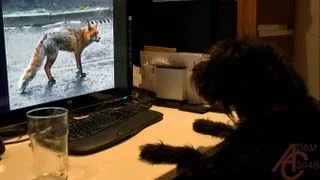 Dog's reaction to 'Dog saves cat from fox'