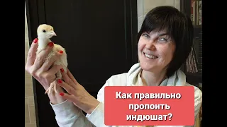 Как и чем пропоить индюшат, чтоб вырастить здорового бройлера? Нужно ли прививать? Индюки от А до Я.