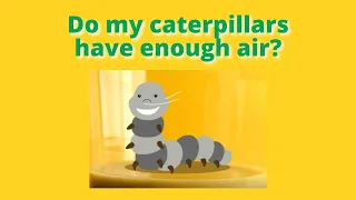 Do My Caterpillars Have Enough Air? | Insect Lore