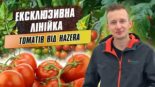 Ексклюзивна лінійка томатів від компанії HAZERA. Томати у Демонстраційних Теплицях КИССОН "DTK"