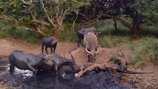 The Poor Buffalo Only Saw its Calf and Tried to Protect it but the Komodo Dragon was Stronger