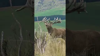 Ever heard a Red Stag roar?? #nature #newzealand  #wildanimals