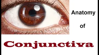 Anatomy Of Conjunctiva 2/2