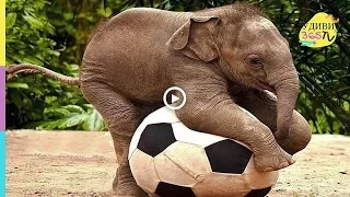 СМЕШНЫЕ СЛОНЯТА-СПОРТСМЕНЫ. Funny elephant athletes.