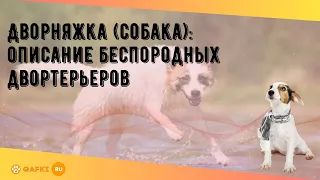 Дворняжка (собака): описание беспородных двортерьеров