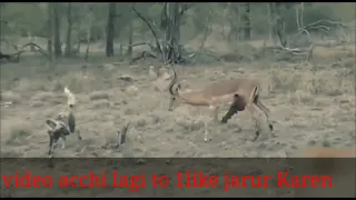 wild dog attack Impala video dardnak video