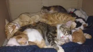 Dad Cat Sticks Around To Care For His New Family After Mom Gives Birth