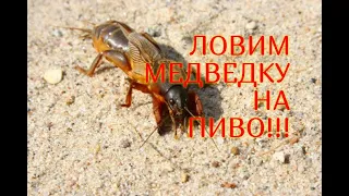 ЭФФЕКТИВНОСТЬ СПОСОБА ЛОВЛИ МЕДВЕДКИ НА ПИВО//МОЯ ЛЮБИМАЯ УСАДЬБА