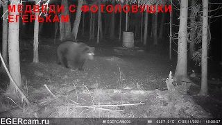 Медведи с фотоловушки ЕГЕРЬКАМ ОХОТНИК ( СиФар SiFar WillFine ) 4.8 CG видео присланное на почту
