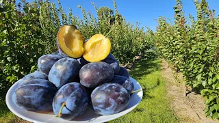 Коли проводити збір пізніх сортів сливи.