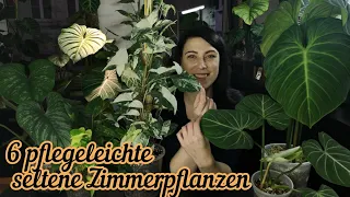 Pflegeleichte seltene Zimmerpflanzen | Philodendron