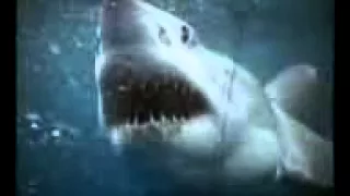 The Killer Sharks (1954) Teaser