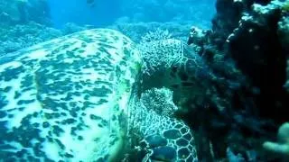 Hawksbill Adult Feeding Calcarious Algae LongBommie: Snorkelling Great Barrier Reef.AVI