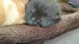 Kittens live - newborn new baby kittens eyes open first time