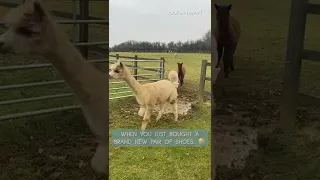 Alpacas Adorably Try to Jump Over Puddle | Shorts