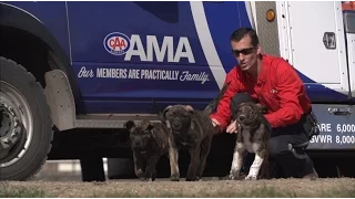 AMA Roadside Comfort Pet Program