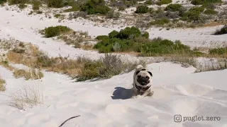 Zero the Pug shows how to scale Sand Dunes like a pro