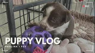 PUPPY VLOG: NOWE LOKUM W NOWYM POKOJU - JEMY MIĘSKO I KARMĘ ❤️🐾 | PAULINA I PSY