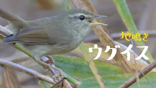 秋冬によく目立つウグイスの鳴き声(地鳴き)