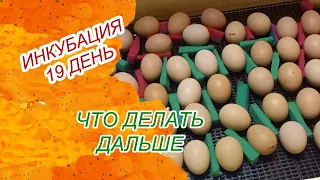 Инкубация куриных яиц на 19 день