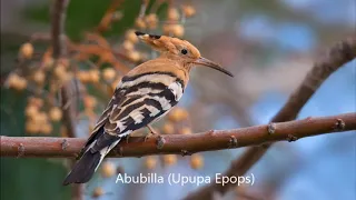 Aves comunes de la Península Ibérica y sus cantos