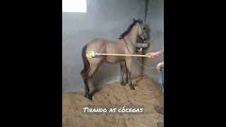 Manejo dos potros do Amendoeira Ranch - tirando as cócegas