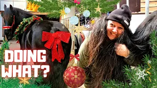 New! Queen👑Uniek became the Christmas queen!👑 Doing what? #vlogmas | Friesian Horses