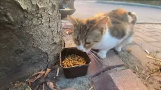 Cute Hungry Stray Cat with Gorgeous eyes - Cute Cat | YUFUS