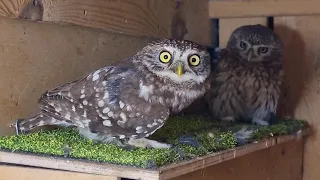 Unpacking a new used owl. "Is this going to live with us?" - Yuinya