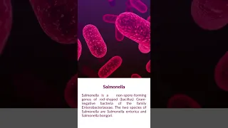 What is Salmonella bacteria?