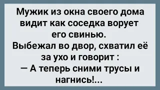 Украла Свинью и Расплатилась Натурой! Сборник Веселых Анекдотов! Юмор!