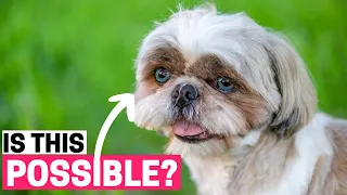 Can Shih Tzus Have Blue Eyes?