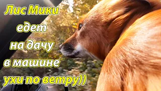 Лиса в машине, поездка на дачу. У Мики ушки по ветру))) Жизнь с Лисой / MIKI THE FOX