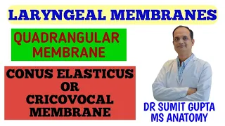 ANATOMY OF LARYNX : MEMBRANES | Quadrangular membranes | Conus elasticus |