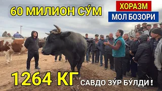 ХОРАЗМ УРГАНЧ МОЛ БОЗОРИ 60 МИЛИОН СУ́М 1264 КГ ГИГАНТ БУКА ЧИКДИ САВДО ЗУ́Р БУ́ЛДИ ХОРАЗМ БОЗОР