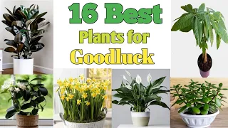 16 Best Lucky Plants for Home to bring Health Wealth and Prosperity | Plant and Planting