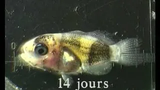 Reproduction de poissons - Fish reproduction