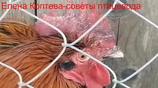 Инсульт у петуха?Посинел гребень.