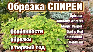 ОБРЕЗКА СПИРЕИ.  Стрижка спиреи японской после цветения.