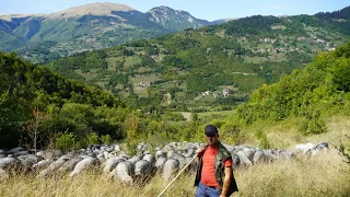 ČOBAN  MORA  IĆI  ZA TRAVOM  KO ZA  HLJEBOM