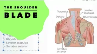 E153: Shoulder Anatomy - Shoulder Blade Muscles