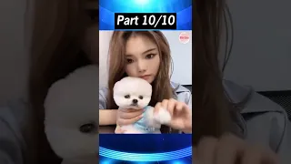 Tik Tok Chó Phốc Sóc Mini 😍 Funny and Cute Pomeranian  Part 10 #shorts