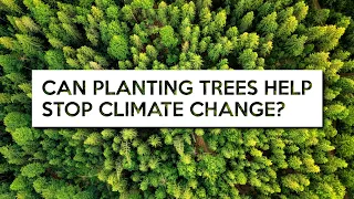 Can Planting Trees Help Fight Climate Change?
