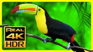 Breathtaking Colors of Nature in 4K HDR 🐦  Sleep Relax Music, 4K OLED TV Screensaver