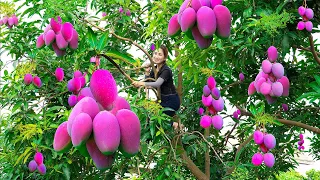 Harvesting Mutant Purple Mangoes with his disabled brother Goes to the market sell