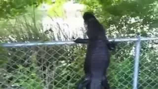 Аллигатор перелез через забор