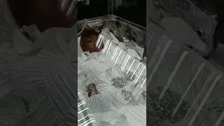 Jamaican Funeral Dead Woman In Full Glass Casket ( Must Watch )