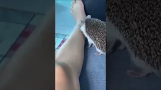 if you had a pet hedgehog...
