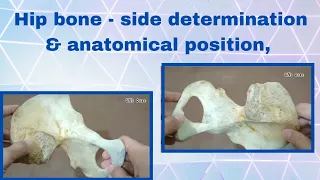 Hip bone side determination ||  Hip bone anatomical position in English || easiest way for hip bone